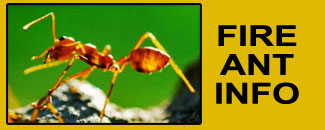 FIRE ANTS